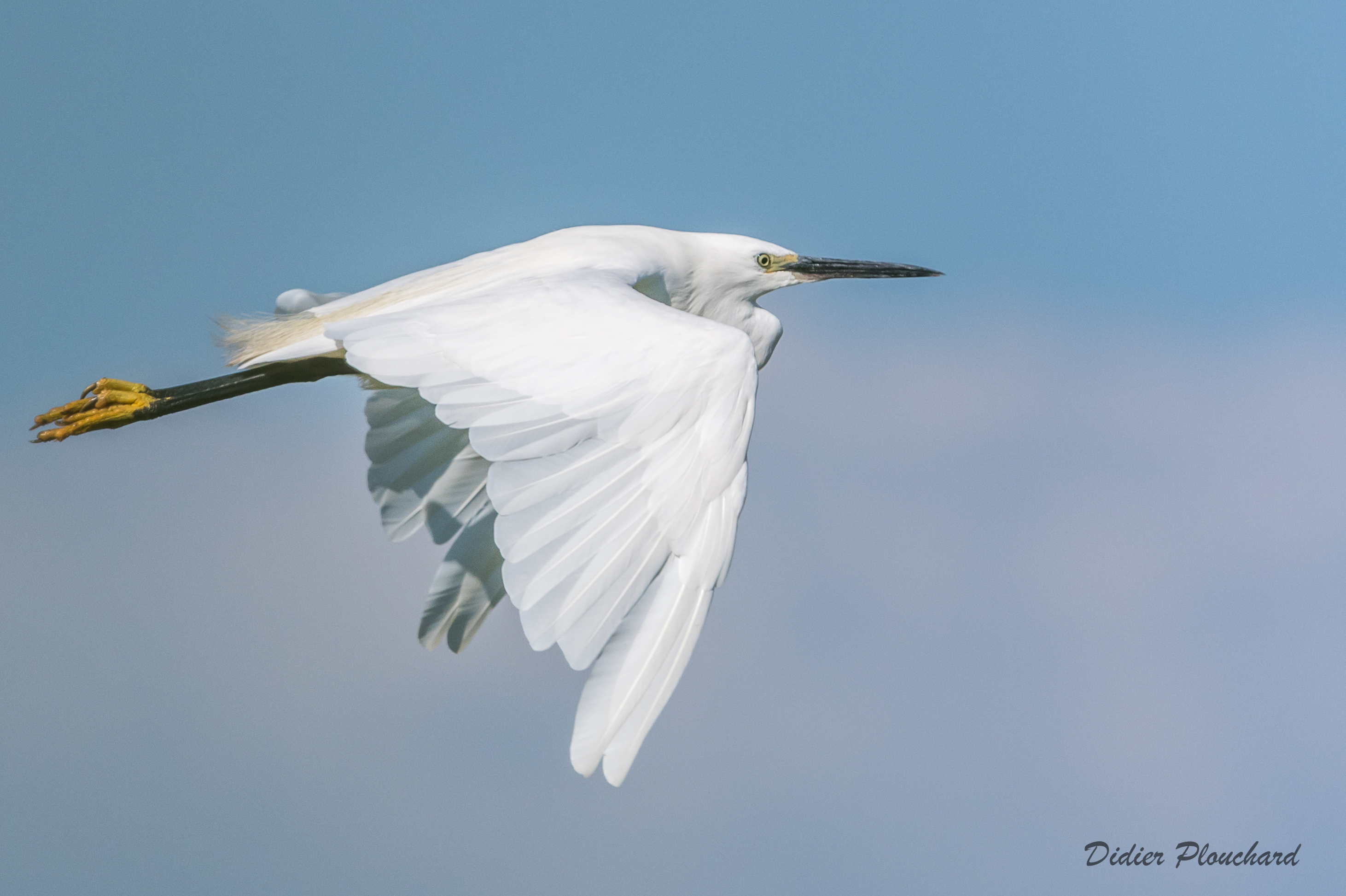 Aigrette garzette  Didier Plouchard